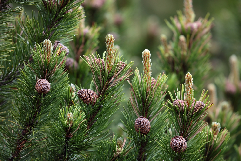 Waidwissen Lexikon Wissen F r Die J gerpr fung