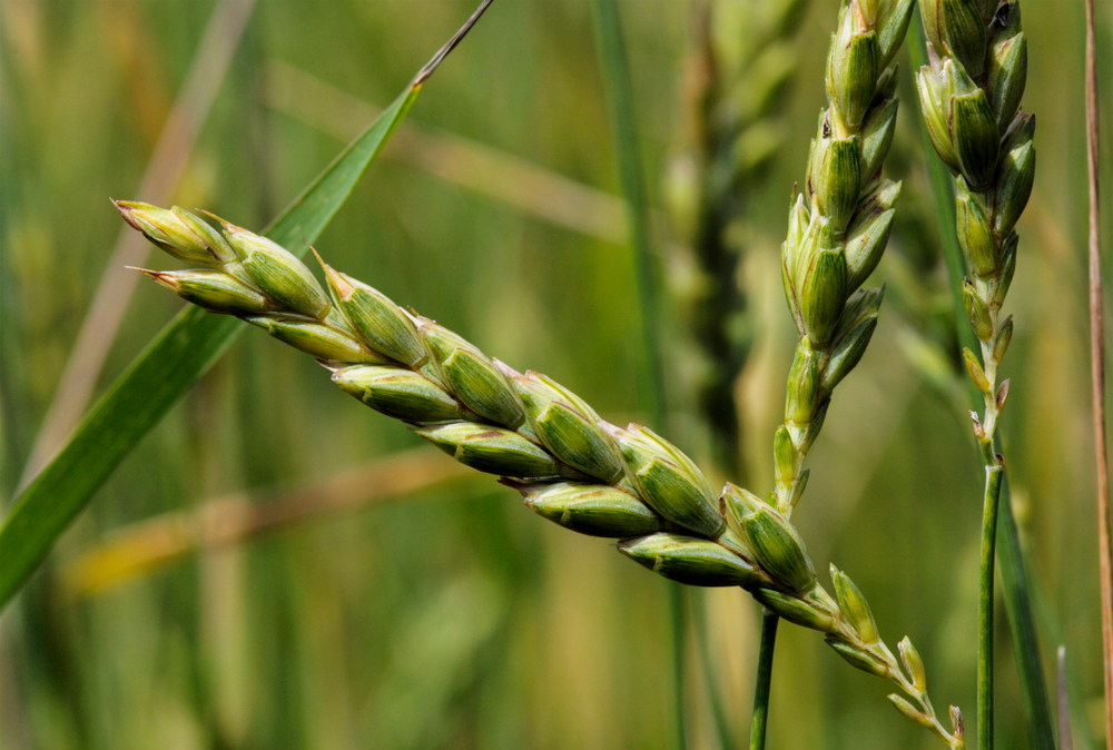 Getreide - Wissen für die Jägerprüfung