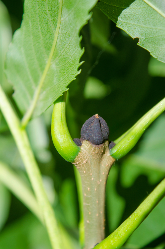 Schwarze Knospen der Gemeinen Esche